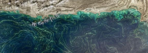 Harmful algal bloom