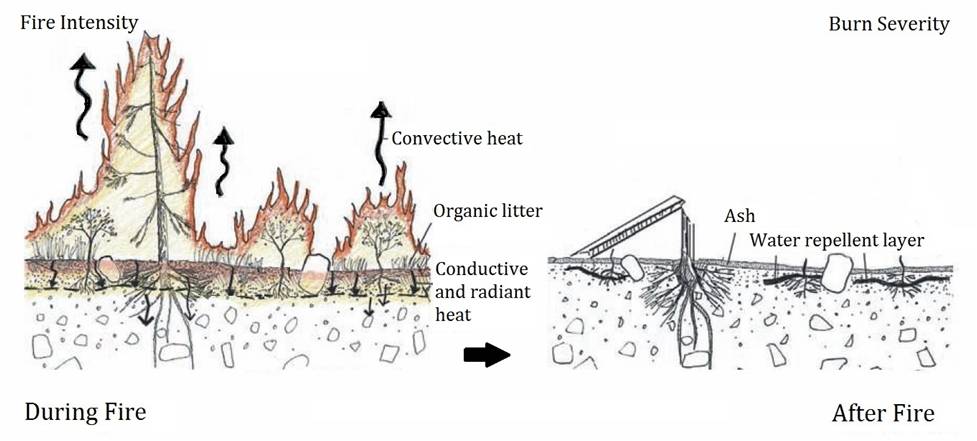 Fire intensity versus burn severity