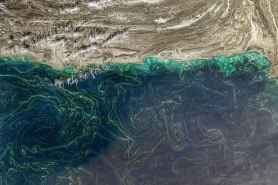 Harmful algal bloom