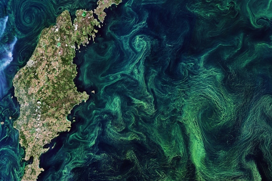 Harmful algae blooms in the Baltic Sea