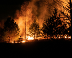  Forest Fire captured by Egor Vikhrev from Unsplash
