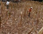 Droughts affecting Latin America