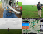 Estimation of the Normalized Differences Vegetation Index of a rice field