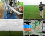 Estimation of the Normalized Differences Vegetation Index of a rice field