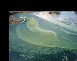 Satellite-based imagery will detect blue-green algae blooms