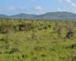 Vegetation in savannas and shrublands helps to offset global deforestation (Image: CT Cooper)