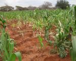 Crops in Kenya. Image: RCMRD.