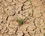 Dry soil 