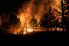  Forest Fire captured by Egor Vikhrev from Unsplash