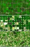 Satellite picture crop seeds