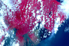 An image acquired 6 May 2018 via NASA’s Terra satellite picks up hotspots on the thermal infrared bands – shown in yellow. These hotspots are newly formed fissures and lava flows. Image: NASA/METI/AIST/Japan Space Systems, and U.S./Japan ASTER Science Team.  