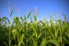 Geospatial crop data can help that local food production is optimised to meet demand (Image: FEMA Photo Library)