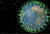 FireSat will consist of a network of more than 200 thermal infrared imaging sensors loaded in a network of satellites to detect wildfires (Imagery: Quadra Pi R2E).