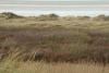 The salt marsh is a natural buffer to coastal floods and erosion. Photo: unefunge/CC BY-NC-ND 2.0