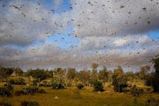 Malagasy Migratory Locust swarm. Image: FAO.
