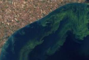 Toxic algal bloom in lake Erie (Imagine: NASA)