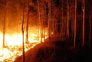 A wildfire burns at Florida Panther NWR. Image: US Fish & Wildlife Service.