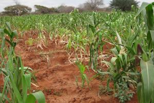 Crops in Kenya. Image: RCMRD.