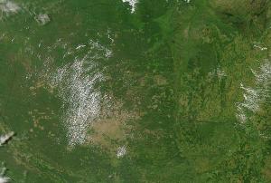 Forest observed through satellite imagery (Image: NASA/GSFC)