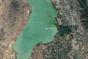 Utah Lake, captured by NASA/USGS's Landsat 8, June 20, 2017. The darker green area shows the highest concentration of algal blooms. Image: NASA.