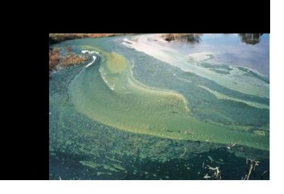 Satellite-based imagery will detect blue-green algae blooms