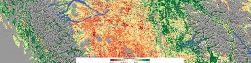 Relying on a variety of data sources, including observations by NASA’s Moderate Resolution Imaging Spectroradiometer (MODIS), Jon Ranson and Paul Montesano of NASA’s Goddard Space Flight Center conducted a survey of insect-damaged forests in British Columbia. This image shows their assessment of insect damage overlain on a topography map. In this image, red indicates the most severe damage, and green indicates no damage. Gray indicates non-forested areas. Image: NASA. Relying on a variety of data sources, including observations by NASA’s Moderate Resolution Imaging Spectroradiometer (MODIS), Jon Ranson and Paul Montesano of NASA’s Goddard Space Flight Center conducted a survey of insect-damaged forests in British Columbia. This image shows their assessment of insect damage overlain on a topography map. In this image, red indicates the most severe damage, and green indicates no damage. Gray indicates non-forested areas. Image: NASA.